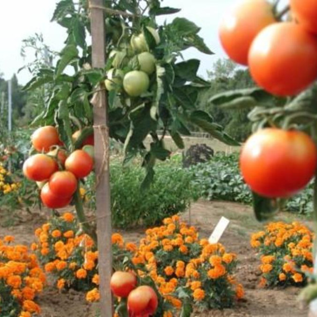 Planter les tomates