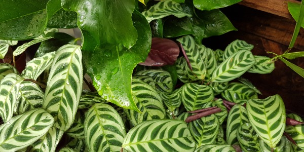 Des plantes vertes 'Vintage'