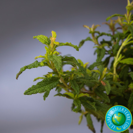 Rose du soleil - Cistus x florentinus