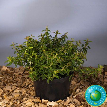 Rose du soleil - Cistus x florentinus