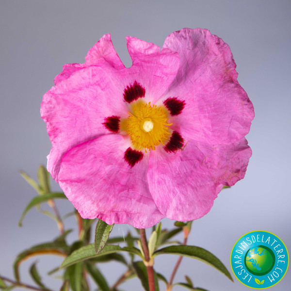 Fleur d’un jour - Cistus x...