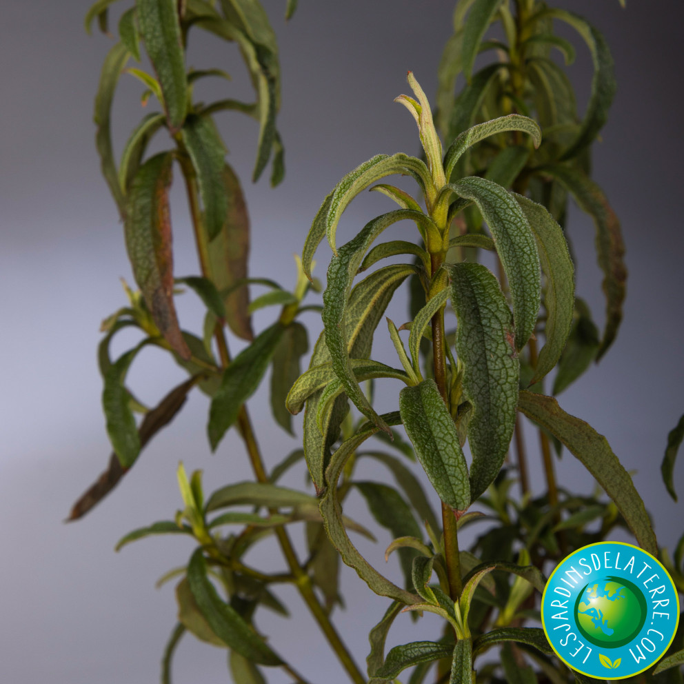 Fleur d’un jour - Cistus x purpureus