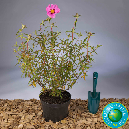 Fleur d’un jour - Cistus x purpureus