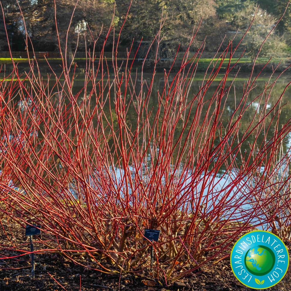 Cornouiller blanc de siberie - Cornus alba 'Sibirica