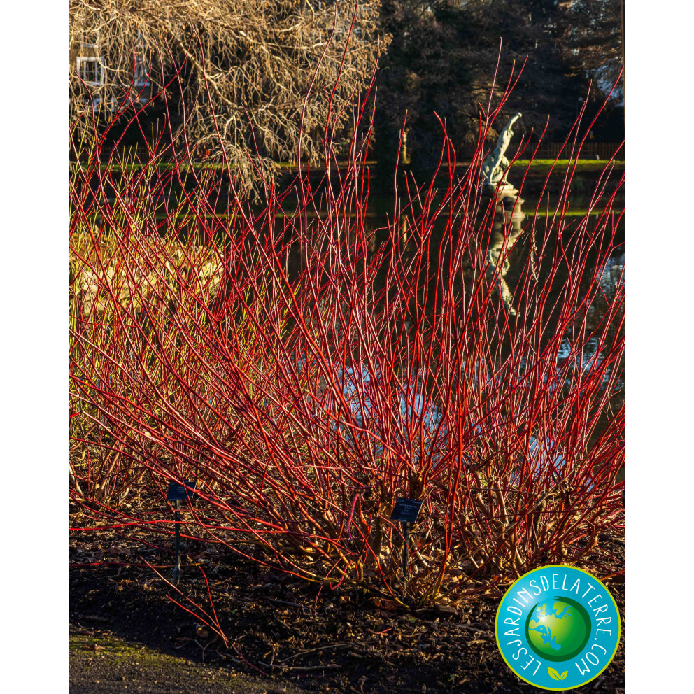 Cornouiller blanc de siberie - Cornus...