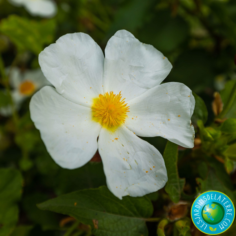 Fleur de cistus