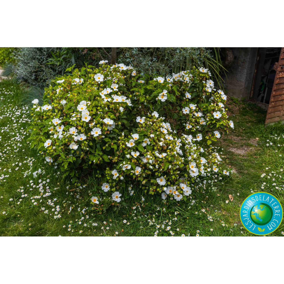 Cistus taille adulte