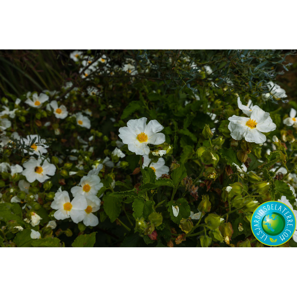 Ciste des corbières - Cistus x...