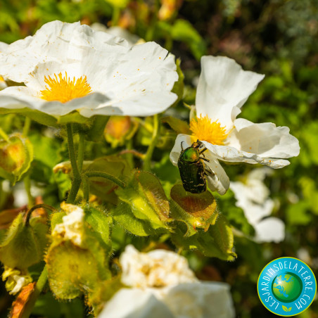 Ciste des corbières - Cistus x corbariensis