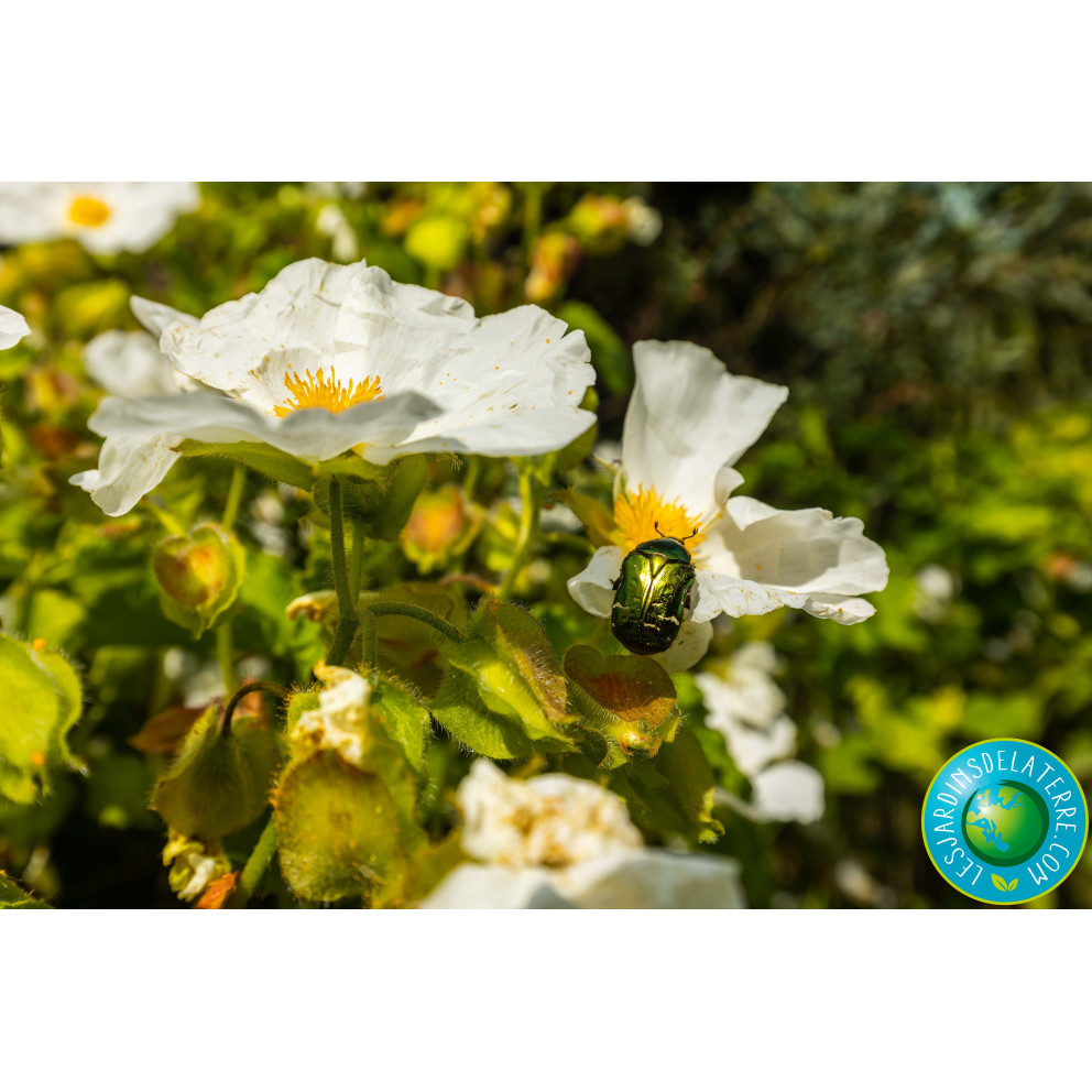 Ciste des corbières - Cistus x...