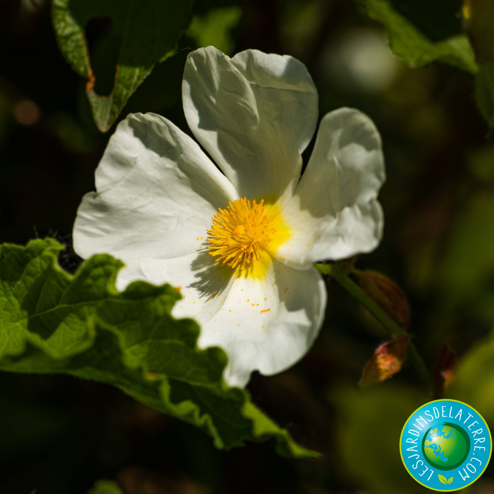 Ciste des corbières - Cistus x...