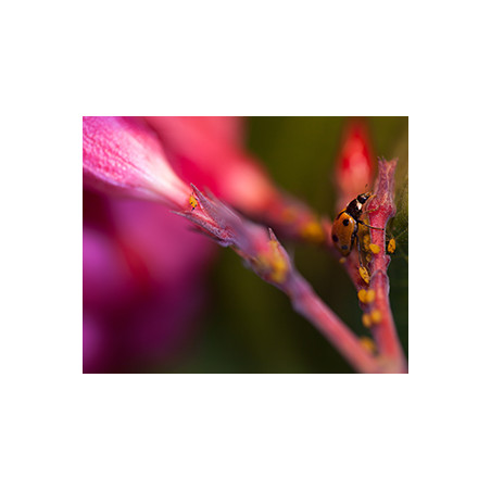 250 larves de Coccilaure anti-pucerons