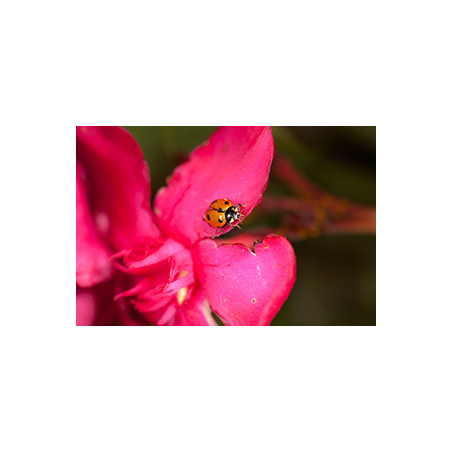 Anti-pucerons pour arbustes - Larves de Coccifly européenne