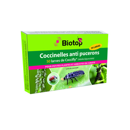 Anti-pucerons pour arbustes - Larves de Coccifly européenne
