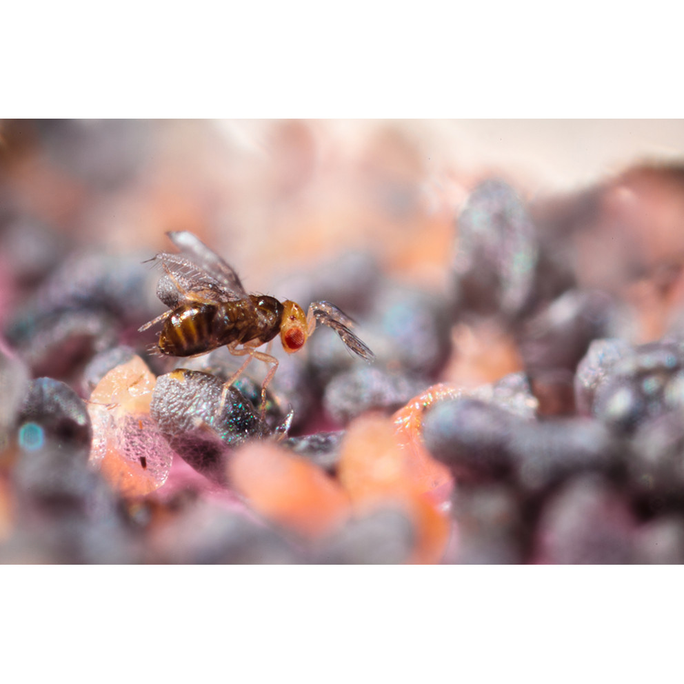 Anti-mites des vêtements, Trichogrammes Anti-mites des vêtements, Trichogrammes