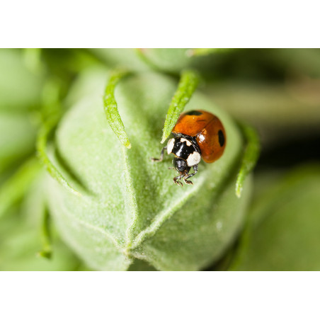 Kit pédagogique d'élevage de Coccinelles
