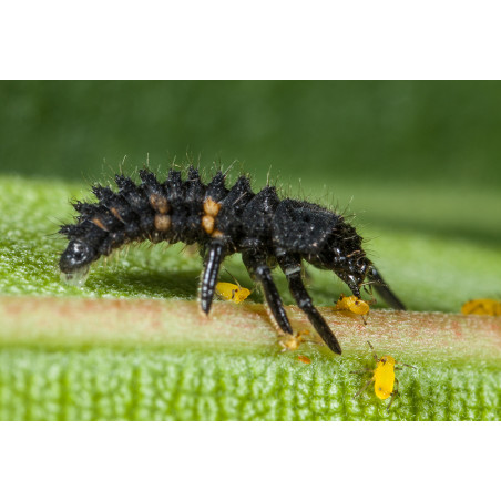 Kit pédagogique d'élevage de Coccinelles