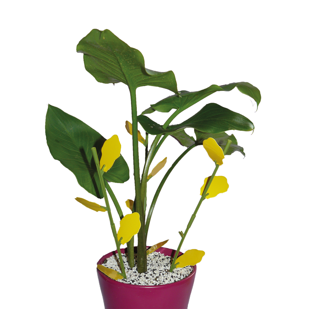 Piège floral englué pour plantes...