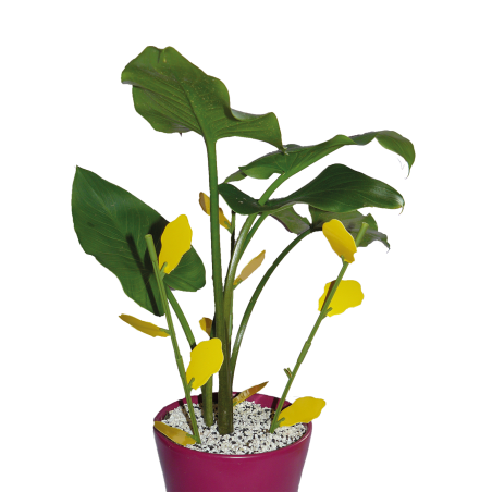 Piège floral englué pour plantes d'intérieur