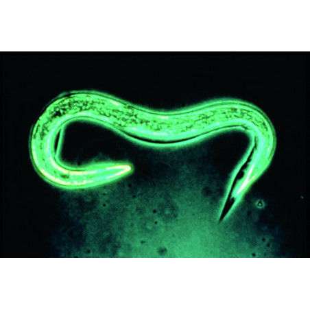 Anti-vers gris, courtillères, doryphores - Nématodes SC pour 50m²