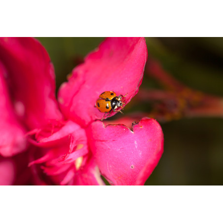 Anti-pucerons pour plantes basses, larves Coccilaure européenne