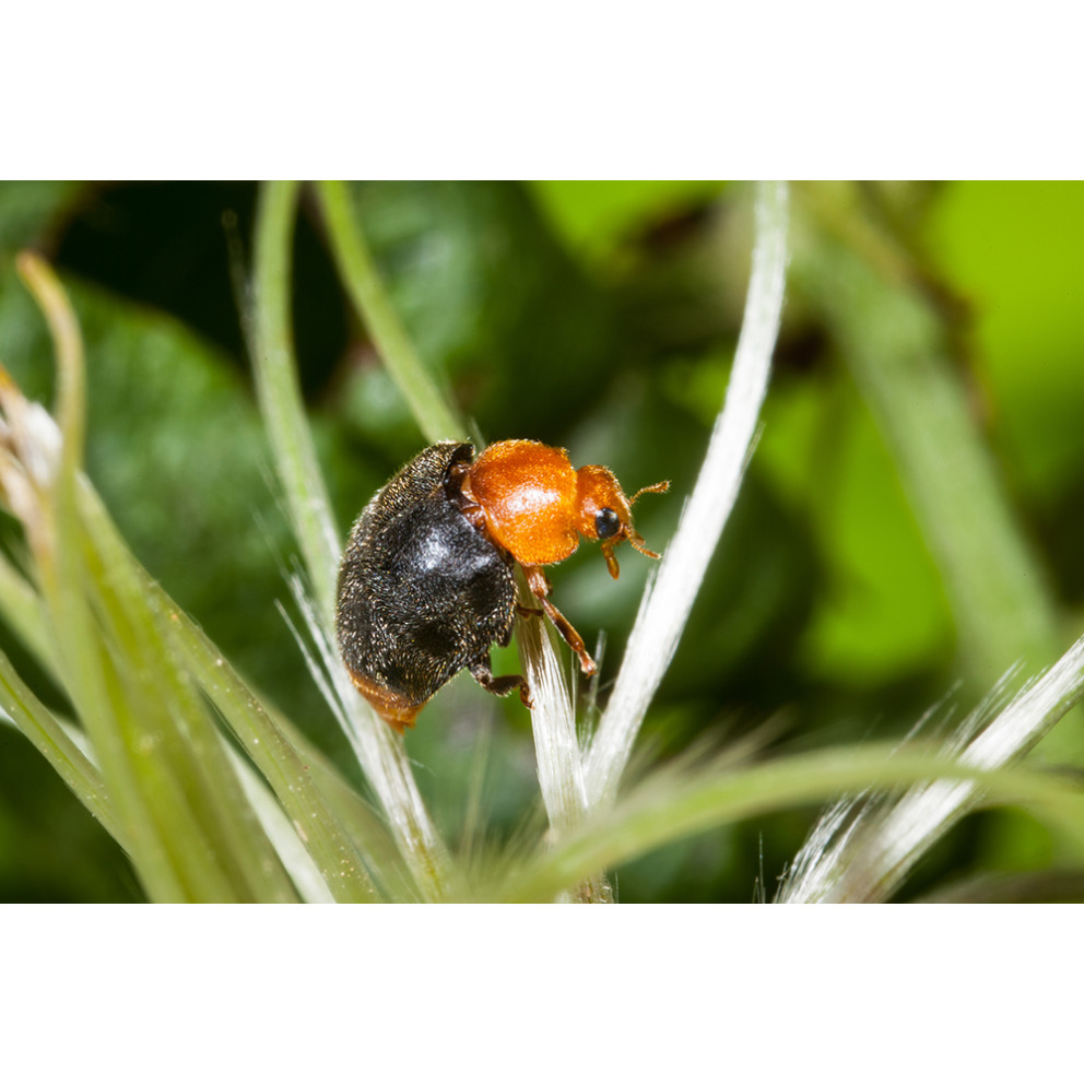 Anti-cochenilles - 25 adultes...