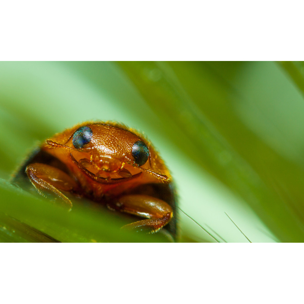 Anti-cochenilles - 25 adultes...