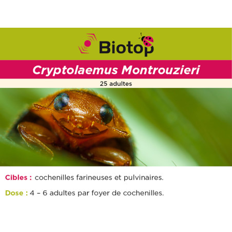 Anti-cochenilles - 25 adultes Cryptolaemus européenne