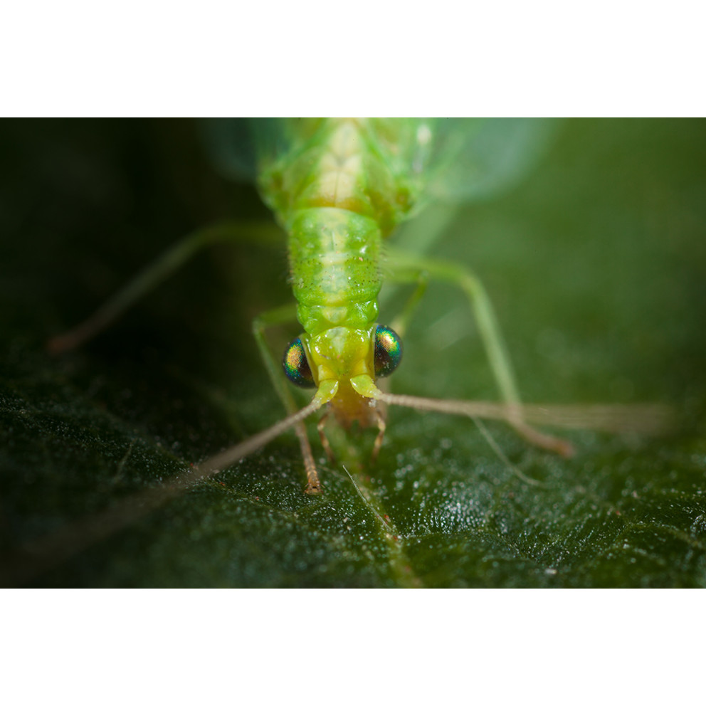 Anti-pucerons pour plantes basses-... Anti-pucerons pour plantes basses-...