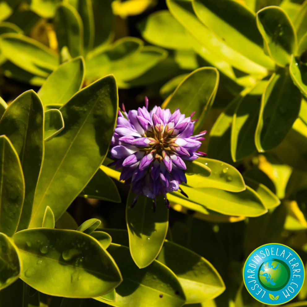 Véronique arbustive - Hebe x... Véronique arbustive - Hebe x...