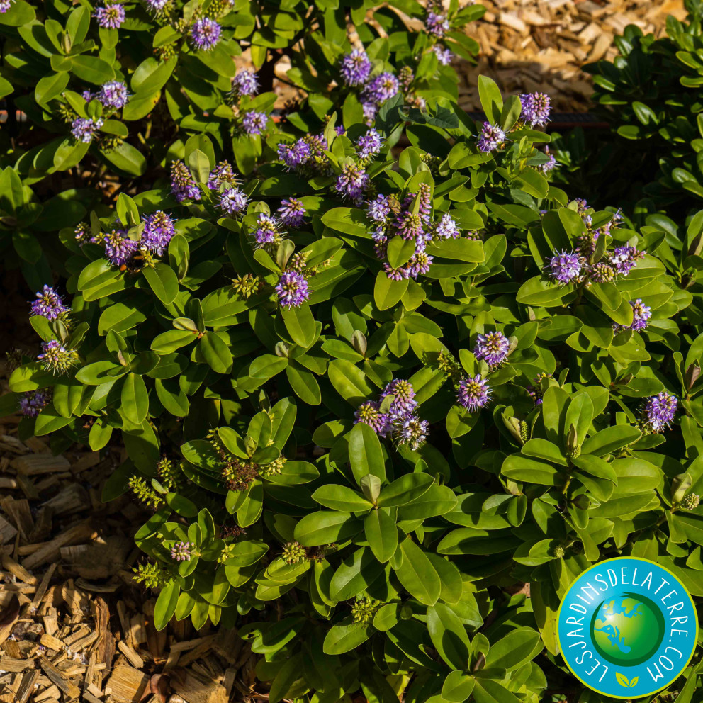 Véronique arbustive - Hebe x franciscana 'Blue Gem’