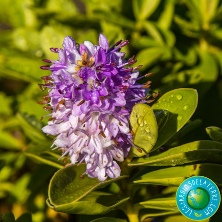 Véronique arbustive - Hebe x franciscana 'Blue Gem’