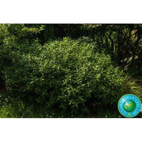 Véronique arbustive - Hebe x franciscana 'Blue Gem’