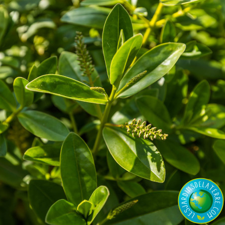 Véronique arbustive - Hebe x franciscana 'Blue Gem’