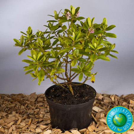 Véronique arbustive - Hebe x franciscana 'Blue Gem’