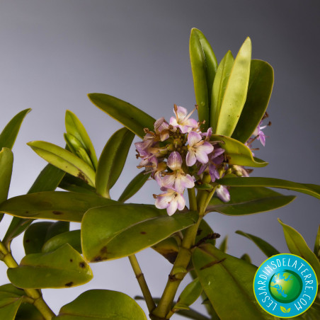 Véronique arbustive - Hebe x franciscana 'Blue Gem’