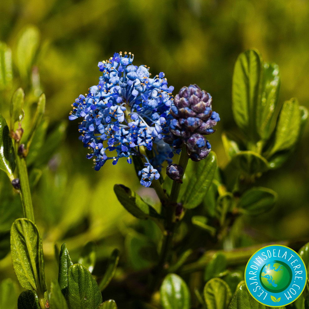 Lilas de Californie - Ceanothus thyrsiflorus 'Skylark'