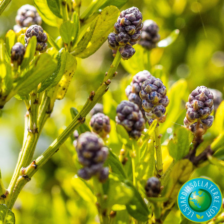 Lilas de Californie - Ceanothus thyrsiflorus 'Skylark'