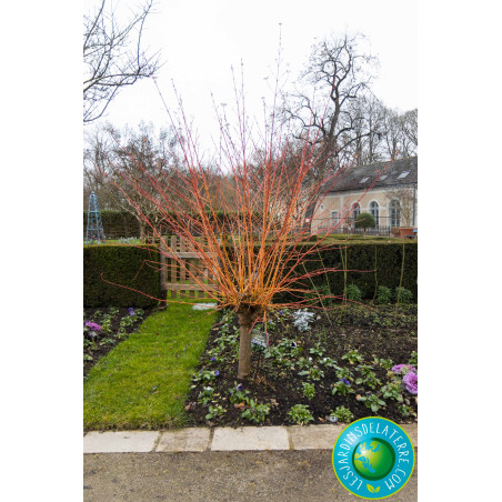 Cornouiller sanguin - Cornus sanguinea 'Midwinter Fire'