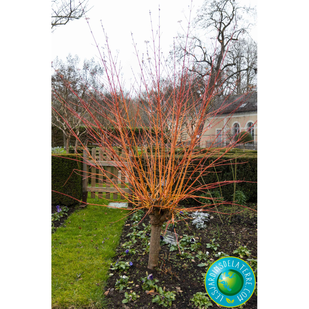 Cornouiller sanguin - Cornus... Cornouiller sanguin - Cornus...
