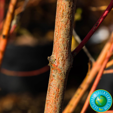 Cornouiller sanguin - Cornus sanguinea 'Midwinter Fire'