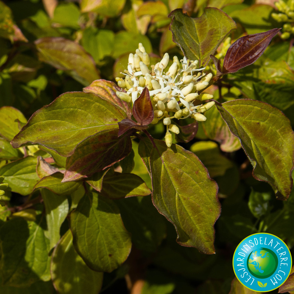 Cornouiller sanguin - Cornus... Cornouiller sanguin - Cornus...