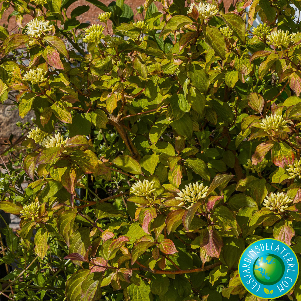 Cornouiller sanguin - Cornus... Cornouiller sanguin - Cornus...