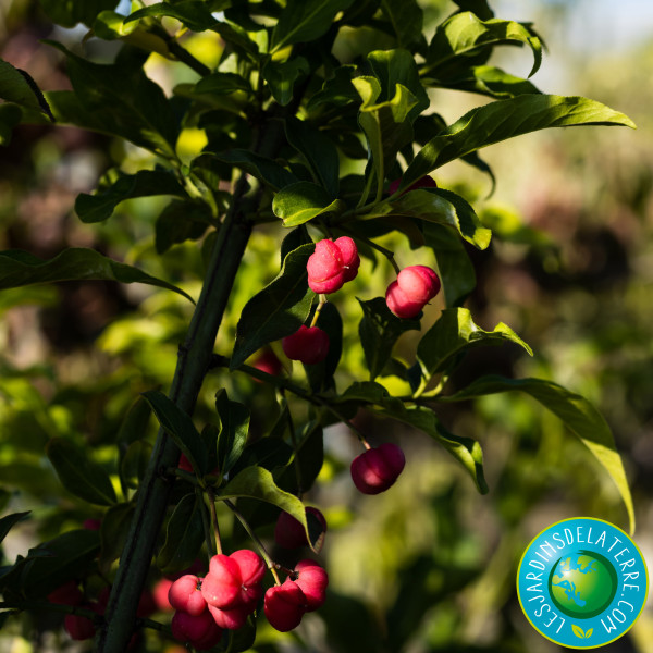 Fusain d’Europe - Euonymus...