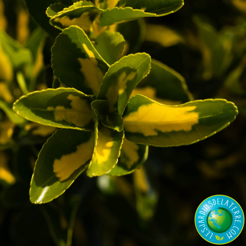 Fusain du Japon doré - Euonymus... Fusain du Japon doré - Euonymus...