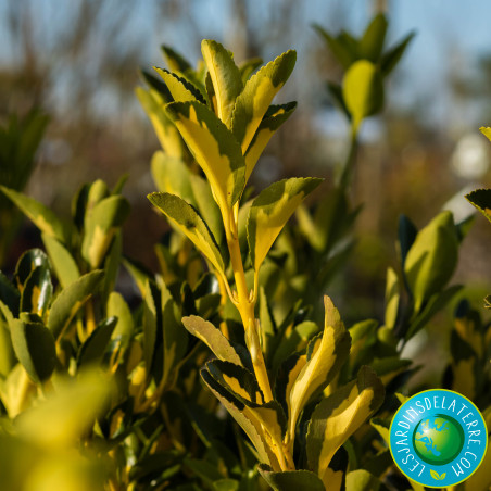 Fusain du Japon doré - Euonymus japonicus 'Aureomarginatus’