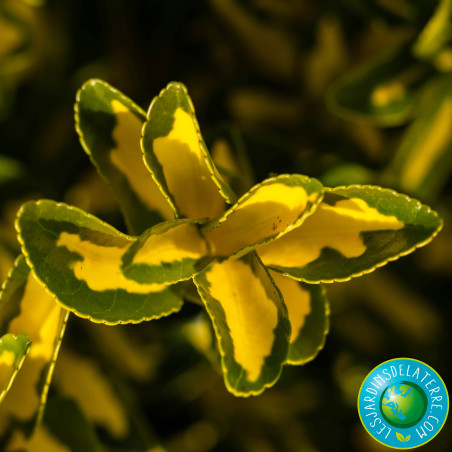 Fusain du Japon doré - Euonymus japonicus 'Aureomarginatus’