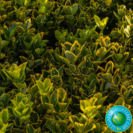 Fusain du Japon doré - Euonymus japonicus 'Aureomarginatus’