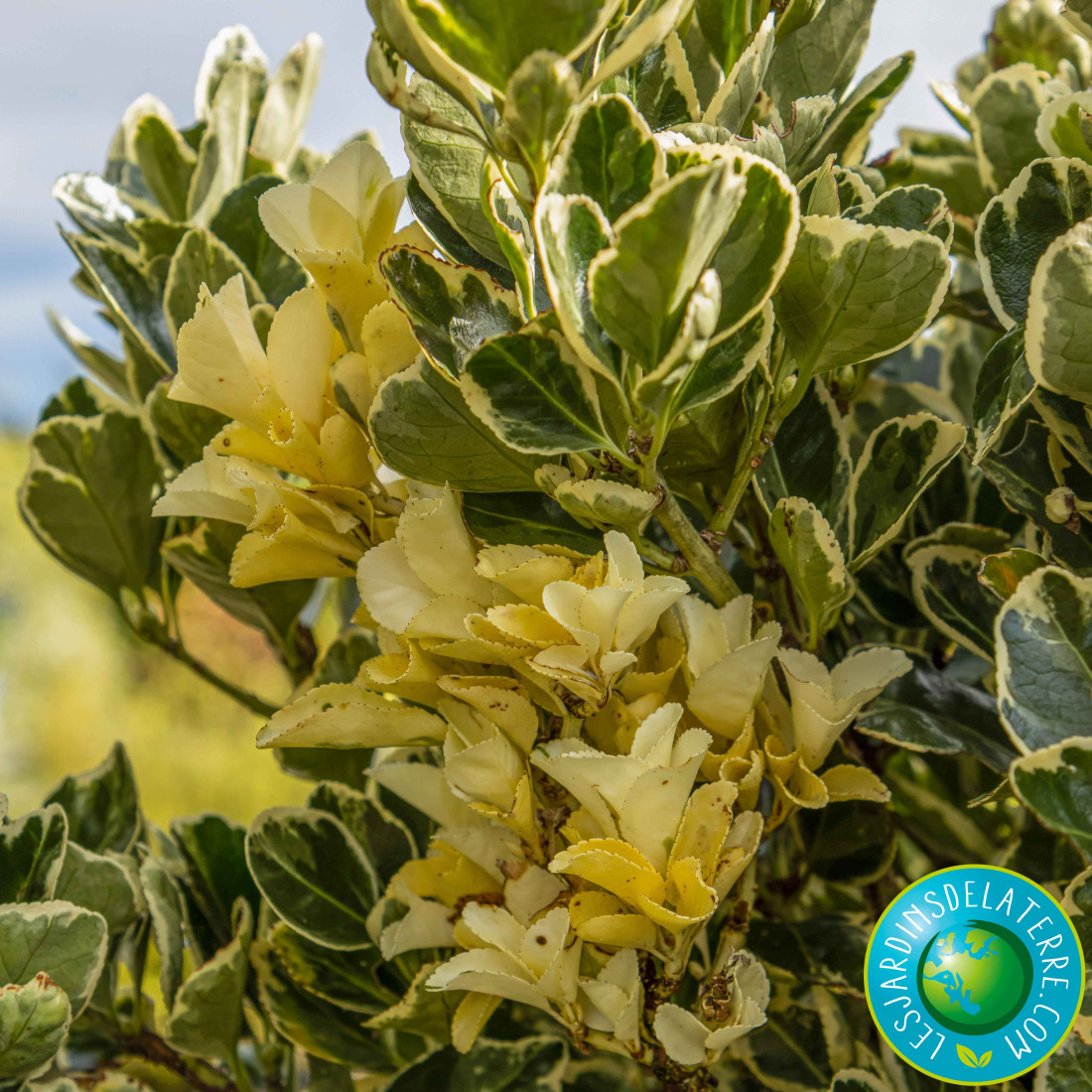 Fusain du Japon (Euonymus Japonicus) – Plante Île-de-France