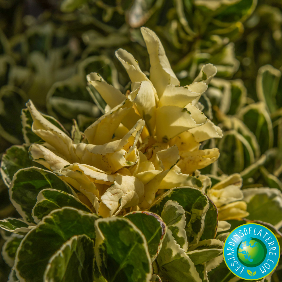 Fusain du Japon - Euonymus japonicus...